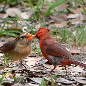 Northern Cardinal, Goose Island State Park, Ingelstad, Texas